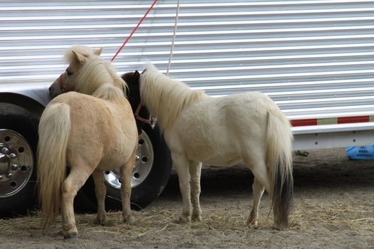 Miniature horses at the farm on a sunny day.