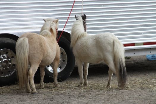 Miniature horses at the farm on a sunny day.