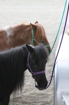 Miniature horses at the farm on a sunny day.