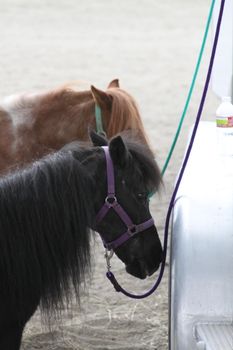 Miniature horses at the farm on a sunny day.