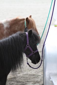 Miniature horses at the farm on a sunny day.