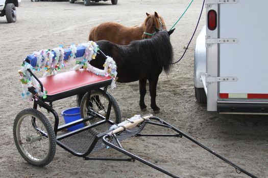 Miniature horses at the farm on a sunny day.