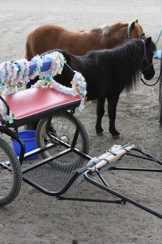 Miniature horses at the farm on a sunny day.