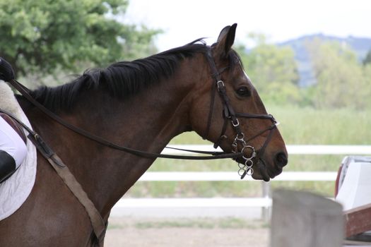 Dark brown horse at the farm.