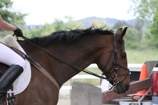 Dark brown horse at the farm.