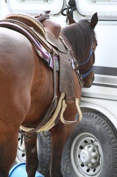 Dark brown horse at the farm.