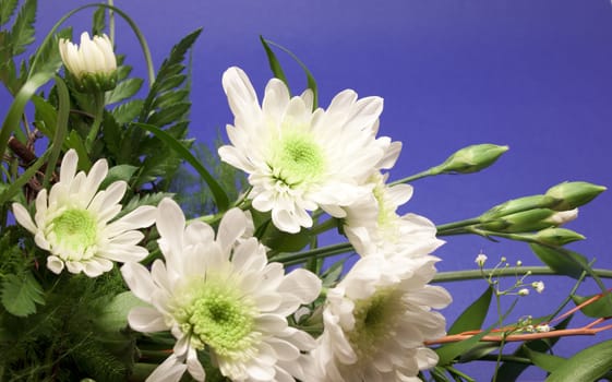 White beautiful flowers over the dark background