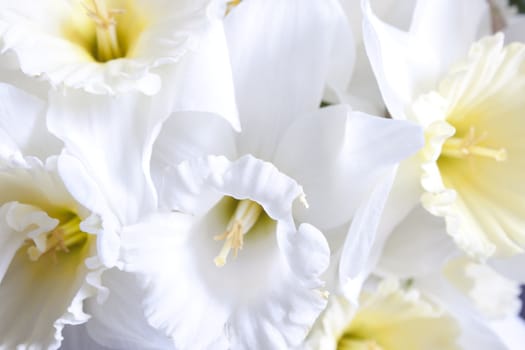 Beautiful fresh narcissus - gift of the nature