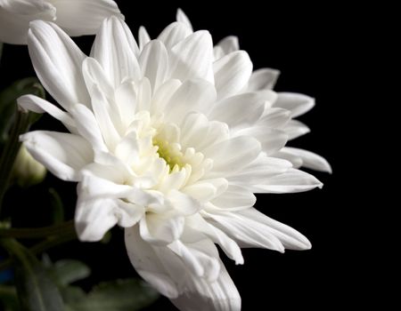 White beautiful flowers over the dark background