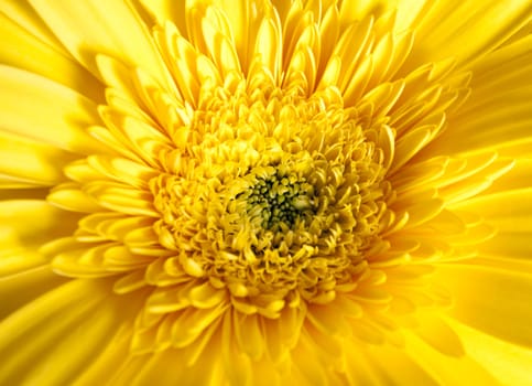 Macro photo of an orange gerbera flower