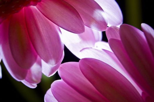 Gerbera in pink with dark background