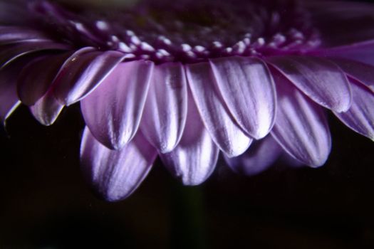 Gerbera in pink with dark background