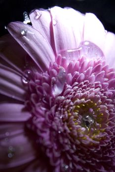 Gerbera in pink with dark background