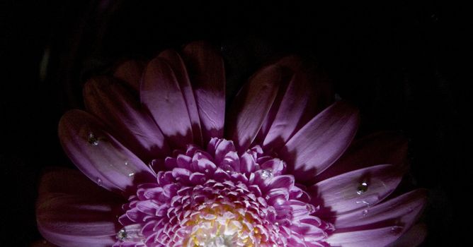 Gerbera in pink with dark background