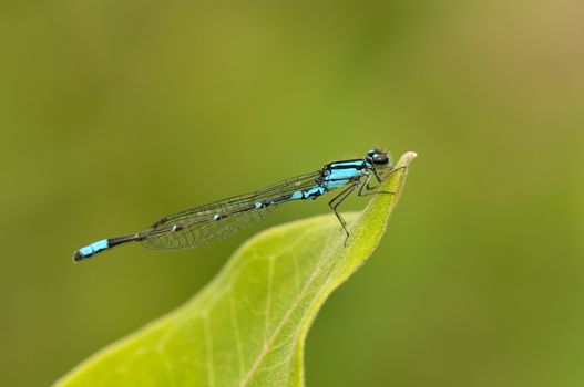 Turquoise aurora damselfly resting on a leaf