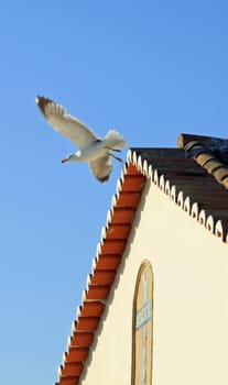 Seagull starting to fly from the roof of a small church