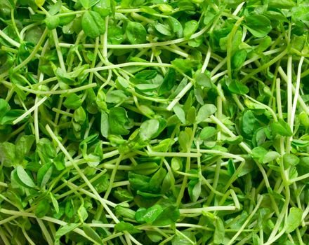 close up of a heap of snow pea shoots