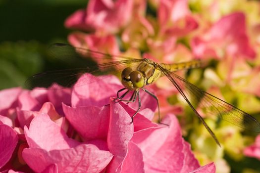 It�s a big pink world to a small dragonfly