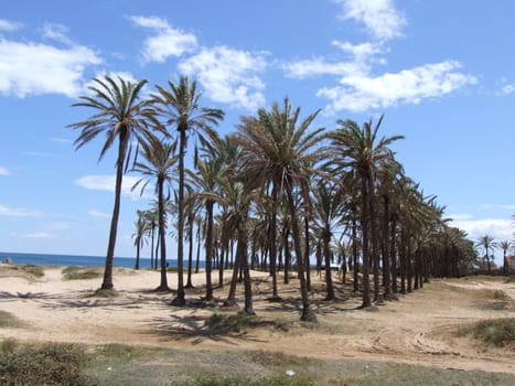 Palm Trees Blue Sky and Beach Landscape