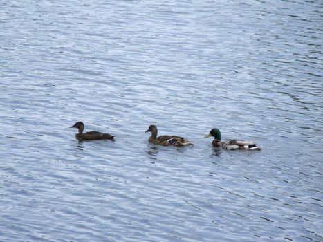 Three Ducks Swimming