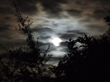 Full Moon Behind Tree