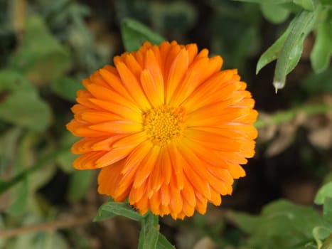 Orange Flower Green Foliage