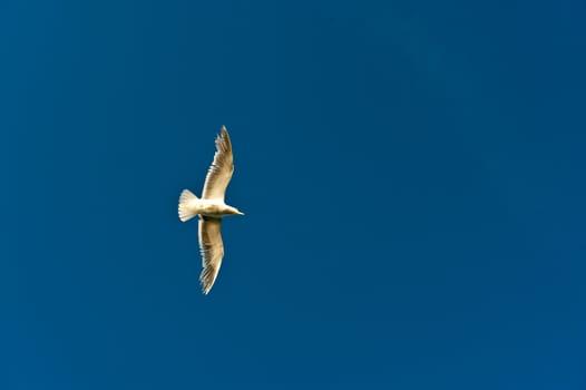 soaring seagull