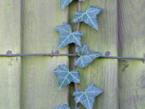 Wooden Fence and Plant