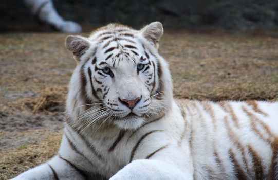 White tiger closeup in a florida zoo