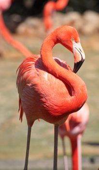 red flamingo in a park in Florida USA