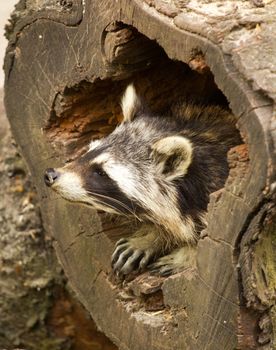 A Raccoon emerging from its fallen tree trunk