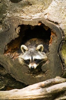 A Raccoon emerging from its fallen tree trunk