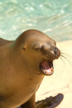 Sea Lions by the glistening blue water of summer