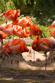 Flamingos at a watering hole in Europe in Summer