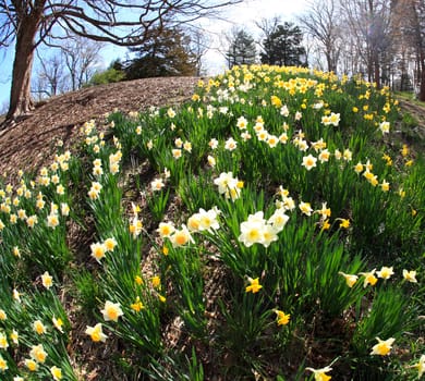 The daffodil blooming in spring at an arboretum  