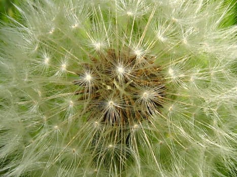 A photograph of the seeds of a Dandelion flower (Latin  Name: Taraxacum officinale).