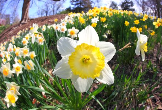 The daffodil closeup through a fisheye lens view