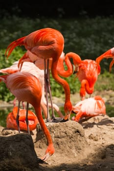 Flamingos at a watering hole in Europe in Summer