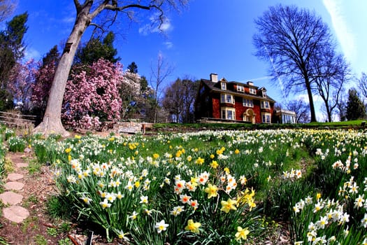 The daffodil blooming in spring at an arboretum 