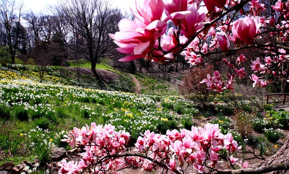 The daffodil blooming in spring at an arboretum  