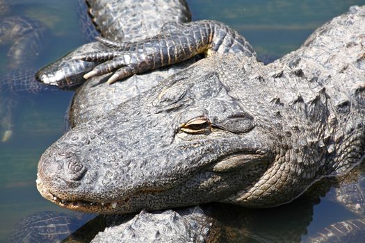 alligator in a park in Florida State 