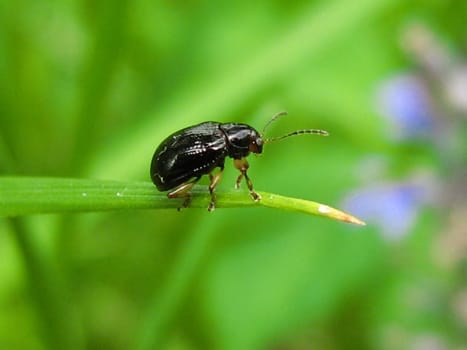 A photograph of a beetle on a blade of grass.