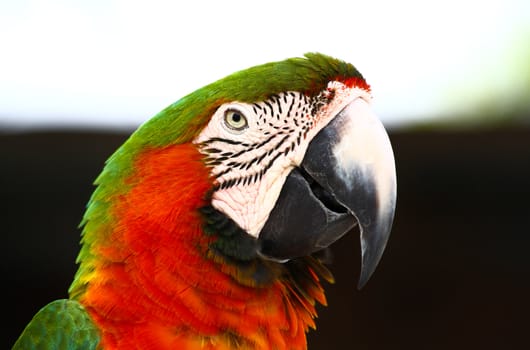 speaking parrot in a park in Florida USA