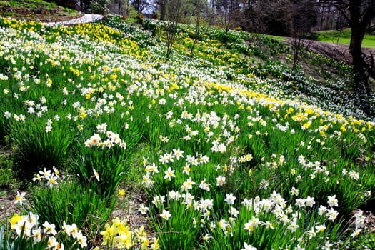 The daffodil blooming in spring at an arboretum  