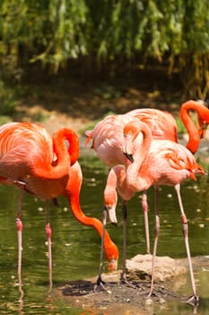Flamingos at a watering hole in Europe in Summer