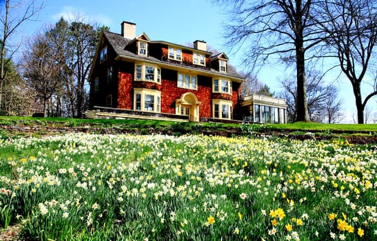 The daffodil blooming in spring at an arboretum  