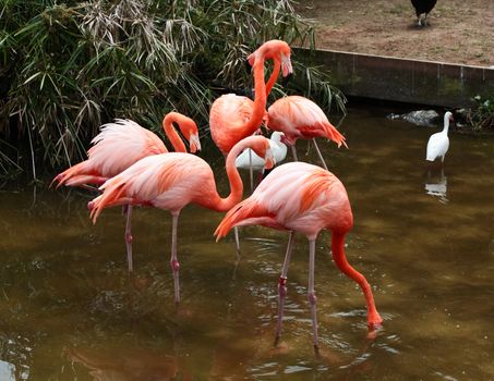 red flamingo in a park in Florida USA