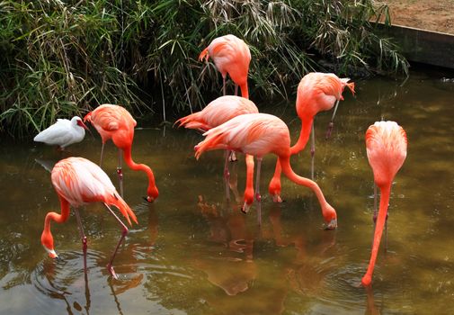 red flamingo in a park in Florida USA