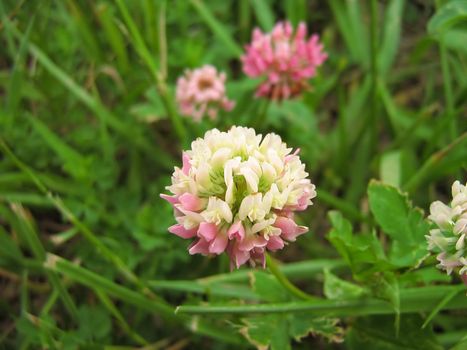 A photograph of a white clover plant blooming in a field. White Clover (Latin Name: Trifolium repens) can produce flowers in shades of pink, white or tan. This very common plant can be found growing in fields, grasslands, and poorly kept lawns.