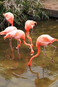 red flamingo in a park in Florida USA